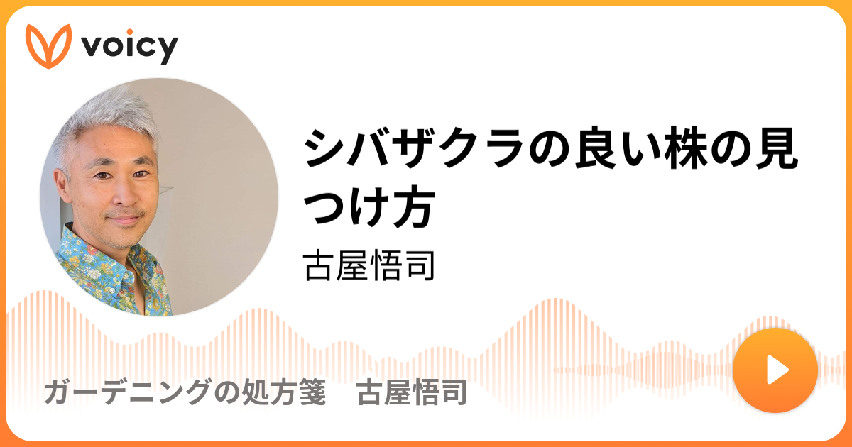 シバザクラの良い株の見つけ方 古屋悟司 ガーデニングの処方箋 古屋悟司 Voicy 音声プラットフォーム